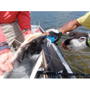 Плоскогубці Cuda Titanium Bonded Needle Nose 8.75" (80950828)