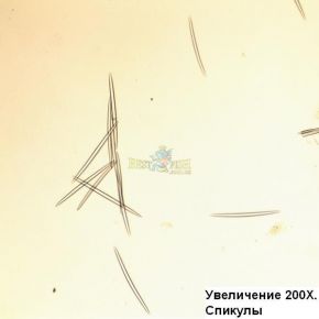 Микроскоп Optika B-155 40x-1600x Mono Микроскоп Optika B-155 40x-1600x Mono