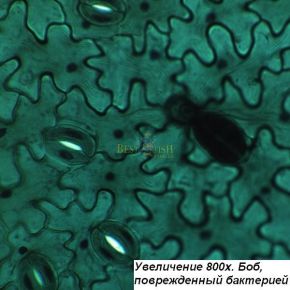 Микроскоп Optika B-192PLi 40x-1600x Bino Infinity