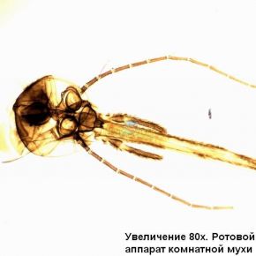 Микроскоп Optika B-352PLi 40x-1600x Bino Infinity