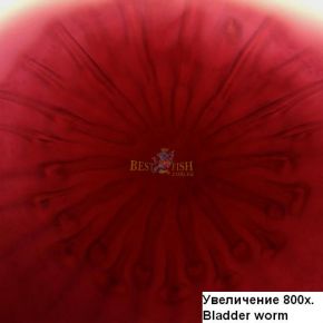 Микроскоп Optika B-352PLi 40x-1600x Bino Infinity