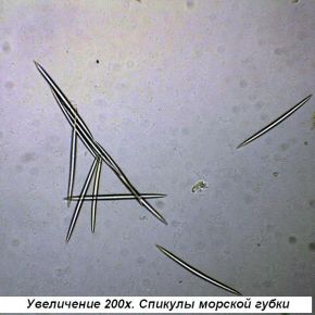 Микроскоп Optika B-193 40x-1600x Trino